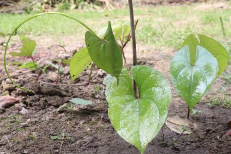 Dioscorea bulbifera plant on farm for harvest are cash crops. treat diabetes and obesity, sore throat, goiter, gastric cancer and carcinoma of rectum