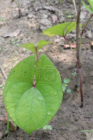 Dioscorea bulbifera plant on farm for harvest are cash crops. treat diabetes and obesity, sore throat, goiter, gastric cancer and carcinoma of rectum
