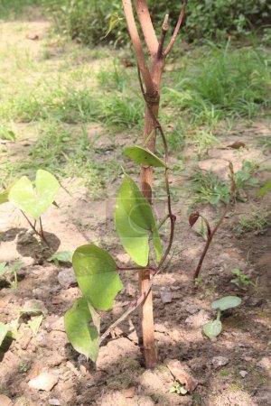 Les plantes de Dioscorea bulbifera cultivées à la ferme pour la récolte sont des cultures commerciales. traiter le diabète et l'obésité, le mal de gorge, le goitre, le cancer gastrique et le carcinome du rectum