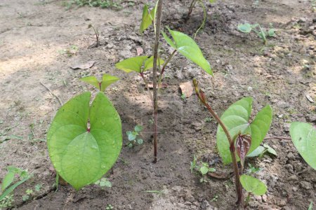 Dioscorea bulbifera Pflanze auf dem Bauernhof für die Ernte sind Cash-Pflanzen. Behandlung von Diabetes und Fettleibigkeit, Halsschmerzen, Kropf, Magenkrebs und Mastdarmkrebs