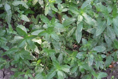 Peppermint plant on farm for sell are cash crops.can treat digestive problems, nausea, headaches.is a hybrid species of mint. the plant is now widely spread and cultivated in many regions of the world