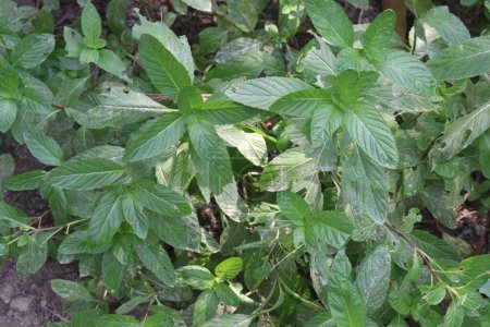 Peppermint plant on farm for sell are cash crops.can treat digestive problems, nausea, headaches.is a hybrid species of mint. the plant is now widely spread and cultivated in many regions of the world