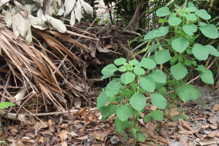 Acalypha indica plant on jungle.have anthelmintic,anti inflammation,anti bacterial,anti cancer,anti diabetes,anti hyperlipidemic,anti obesity,anti venom,hepatoprotective,hypoxia,wound healing medicine