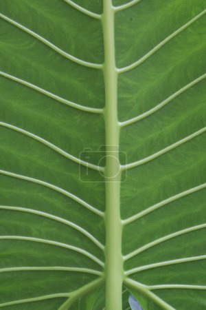Photo for Alocasia Brisbanensis Cunjevoi plant on farm for seedling are cash crop.This drought-tolerant plant thrives in a variety of lighting conditions,making it adaptable to different spaces within your home - Royalty Free Image