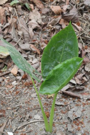 Alocasia Brisbanensis Cunjevoi plante à la ferme pour les semis sont des cultures de rente. Cette plante résistante à la sécheresse prospère dans une variété de conditions d'éclairage, ce qui le rend adaptable à différents espaces au sein de votre maison
