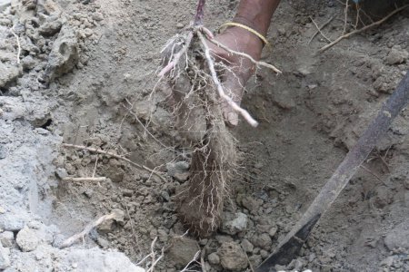 Dioscorea bulbifera yam root on farm for harvest are cash crops.treat diabetes and obesity, sore throat, goiter, gastric cancer and carcinoma of rectum