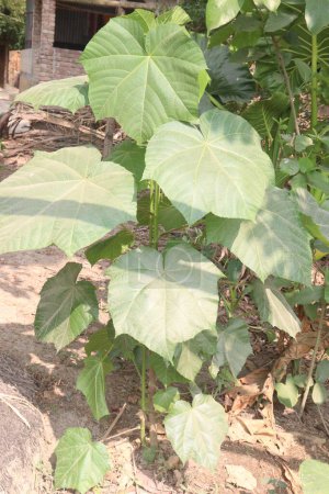 Photo for Ricinus plant on farm for sell are cash crops. treat abdominal disorders, arthritis, backache, muscle aches, bilharziasis, chronic backache, sciatica, chronic headache, constipation - Royalty Free Image