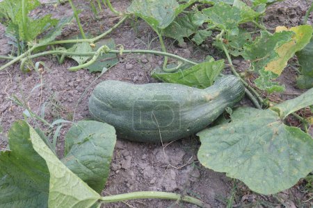 Cucumis Melo on farm for harvest are cash crops. extract is a skin conditioning agent.We use the ingredients in our bubble bath.extract is also found in sunscreens,shampoos,moisturizers, soaps, makeup