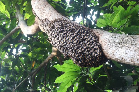 Abeja de miel en el árbol en la selva. tienen vitaminas, nutrientes Menor índice glucémico, que el azúcar refinada, antioxidantes, antimicrobiano, antibacteriano, antiinflamatorio, Promueve el crecimiento celular y la regeneración
