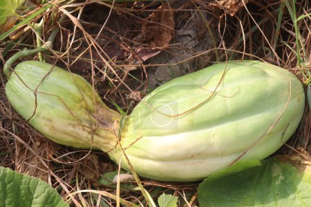 Cucumis Melo auf dem Bauernhof für die Ernte sind Cash Crops. Extrakt ist ein Hautpflegemittel. Wir verwenden die Zutaten in unserem Schaumbad. Extrakt ist auch in Sonnenschutzmitteln, Shampoos, Feuchtigkeitscremes, Seifen, Make-up zu finden