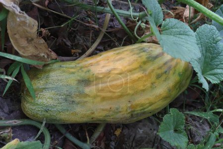 Cucumis Melo on farm for harvest are cash crops. extract is a skin conditioning agent.We use the ingredients in our bubble bath.extract is also found in sunscreens,shampoos,moisturizers, soaps, makeup