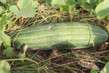 Cucumis Melo auf dem Bauernhof für die Ernte sind Cash Crops. Extrakt ist ein Hautpflegemittel. Wir verwenden die Zutaten in unserem Schaumbad. Extrakt ist auch in Sonnenschutzmitteln, Shampoos, Feuchtigkeitscremes, Seifen, Make-up zu finden