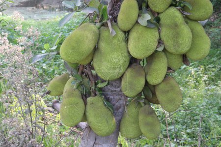 jackfruit on tree in farm for sell are cash crops. reduce high blood pressure,heart diseases,strokes,bone loss. is the fruit of jack tree Artocarpus heterophyllus, mulberry, and breadfruit family