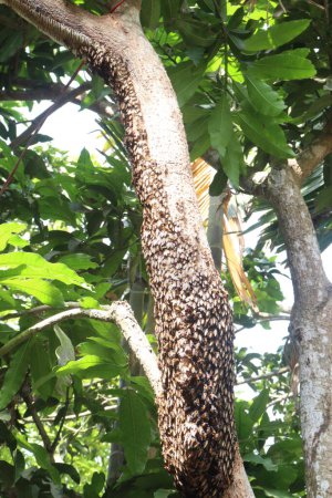 Honey bee on tree in jungle. have vitamins, nutrients Lower glycemic index, than refined sugar, antioxidants, Antimicrobial, antibacterial, anti inflammatory, Promotes cellular growth and regeneration