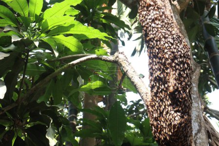 Abeja de miel en el árbol en la selva. tienen vitaminas, nutrientes Menor índice glucémico, que el azúcar refinada, antioxidantes, antimicrobiano, antibacteriano, antiinflamatorio, Promueve el crecimiento celular y la regeneración