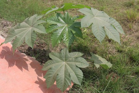 Photo for Ricinus plant on farm for sell are cash crops. treat abdominal disorders, arthritis, backache, muscle aches, bilharziasis, chronic backache, sciatica, chronic headache, constipation - Royalty Free Image