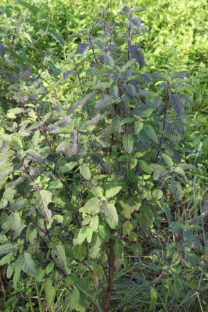 Holy Basil plant on farm for harvest are cash crops. Chemicals in holy basil are thought to decrease pain and swelling. They also might lower blood sugar in people with diabetes. act as an antioxidant