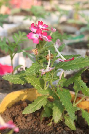 rosa Verbena x hybrida planta de flores en maceta en vivero para la venta son cultivos comerciales. se utiliza como planta ornamental en jardines y como planta medicinal para tratar la fiebre, dolores de cabeza y problemas digestivos