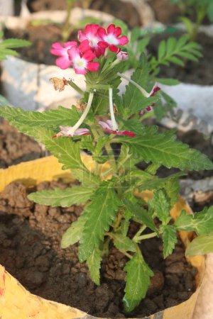 rosa Verbena x hybrida planta de flores en maceta en vivero para la venta son cultivos comerciales. se utiliza como planta ornamental en jardines y como planta medicinal para tratar la fiebre, dolores de cabeza y problemas digestivos