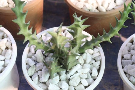 Huernia macrocarpa Pflanze auf Topf in Gärtnerei zum Verkauf sind Cash-Pflanzen. Exotische sternförmige Blüten. zieht Bestäuber an, unterstützt lokale Biodiversität und Ökosysteme