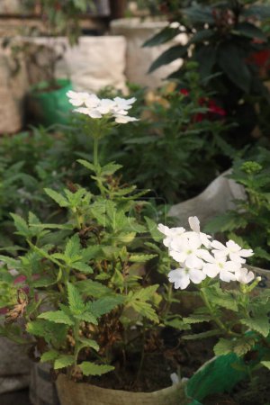pink Verbena x hybrida flower plant on pot in nursery for sell are cash crops. is used as an ornamental plant in gardens and as a medicinal plant for treating fever, headaches, and digestive problems