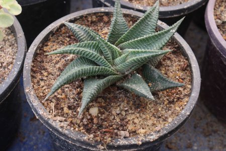 Photo for Haworthiopsis limifolia plant on pot in nursery for sell are cash crops. used as herbal medicines for fertility problems, sores, purifying blood, cough,skin rashes,sun burn,burns and gastro-intestinal - Royalty Free Image