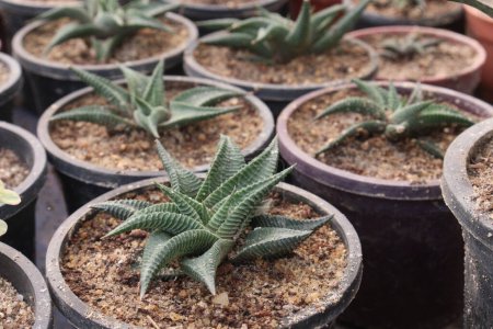 Haworthiopsis limifolia plant on pot in nursery for sell are cash crops. used as herbal medicines for fertility problems, sores, purifying blood, cough,skin rashes,sun burn,burns and gastro-intestinal