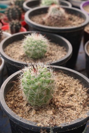 Echinopsis mamillosa plant on pot in farm for sell are cash crops. Solitary spherical to columnar cactus. Stem: Large and globular, with many ribs divided into low rounded tubercles