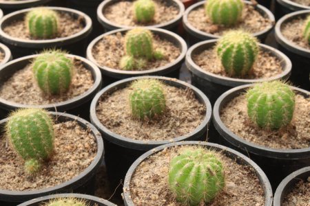 Echinopsis mamillosa plante en pot à la ferme pour la vente sont des cultures de rente. Cactus solitaire sphérique à colonnaire. Tiges : Grandes et globulaires, avec de nombreuses côtes divisées en tubercules bas arrondis.