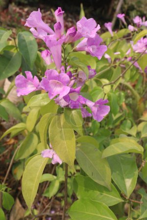 La planta de flores de Bauhinia en la granja para la venta son cultivos de efectivo.Se utiliza para la hidropesía, dolor, reumatismo, convulsiones, delirio, septicemia, astringente, diarrea, úlceras, solución de lavado