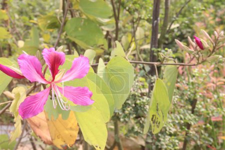Photo for Bauhinia flower plant on farm for sell are cash crops.used for dropsy, pain, rheumatism, convulsions, delirium, septicemia, astringent, diarrhea, ulcers, wash solution - Royalty Free Image