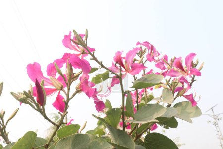 Bauhinia plante de fleur à la ferme à vendre sont des cultures de rente. utilisé pour l'hydropisie, douleur, rhumatisme, convulsions, délire, septicémie, astringent, diarrhée, ulcères, solution de lavage