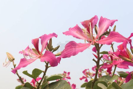 Photo for Bauhinia flower plant on farm for sell are cash crops.used for dropsy, pain, rheumatism, convulsions, delirium, septicemia, astringent, diarrhea, ulcers, wash solution - Royalty Free Image