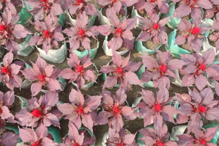 Celosia Argentea Blütenpflanzen auf dem Bauernhof zum Verkauf sind Cash-Pflanzen. Behandlung von Durchfall, Küstenschmerzen, Brustbeschwerden, Magenschmerzen, Harnröhrenbeschwerden