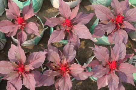 Celosia Argentea Blütenpflanzen auf dem Bauernhof zum Verkauf sind Cash-Pflanzen. Behandlung von Durchfall, Küstenschmerzen, Brustschmerzen, Magenschmerzen, Harnröhrenbeschwerden
