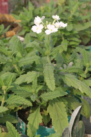 pink Verbena x hybrida flower plant on pot in nursery for sell are cash crops. is used as an ornamental plant in gardens and as a medicinal plant for treating fever, headaches, and digestive problems