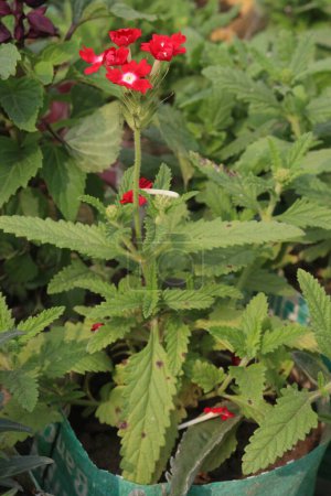 red Verbena x hybrida flower plant on pot in nursery for sell are cash crops. is used as an ornamental plant in gardens and as a medicinal plant for treating fever, headaches, and digestive problems