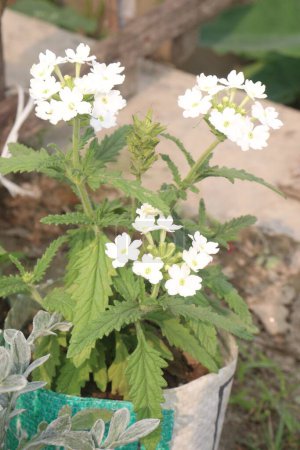 white Verbena x hybrida flower plant on pot in nursery for sell are cash crops. is used as an ornamental plant in gardens and as a medicinal plant for treating fever, headaches, and digestive problems