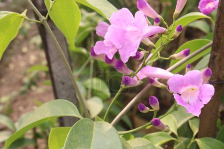 Bauhinia flower plant on farm for sell are cash crops.used for dropsy, pain, rheumatism, convulsions, delirium, septicemia, astringent, diarrhea, ulcers, wash solution