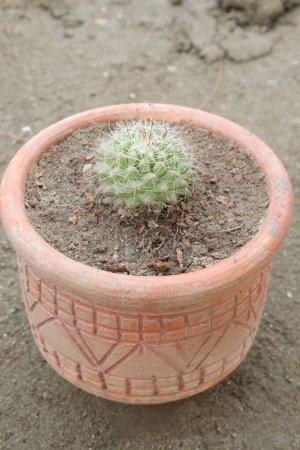 Echinopsis mamillosa plant on pot in farm for sell are cash crops. Solitary spherical to columnar cactus. Stem: Large and globular, with many ribs divided into low rounded tubercles
