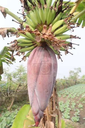 Banana flower on plant in farm for sell are cash crops. have nutrients,fiber,antioxidants,minerals. aid digestive health,prevent prostate enlargement, bone health, help lower blood sugar, cholesterol