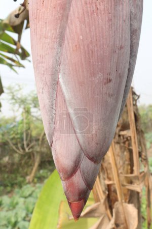 Banana flower on plant in farm for sell are cash crops. have nutrients,fiber,antioxidants,minerals. aid digestive health,prevent prostate enlargement, bone health, help lower blood sugar, cholesterol