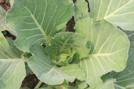 cauliflower on farm for harvest are cash crops. have nutrition, vitamins C, vitamins K, folate, cell growth, essential during pregnancy. is fat free and cholesterol free