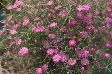 Gipsophila muralis Blütenpflanze auf Gärtnerei zum Verkauf sind Cash-Pflanzen. Verwendung als Zierpflanze, für die Kräutermedizin. Behandlung von Atemwegserkrankungen wie Husten und Bronchitis
