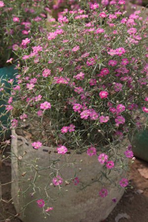gypsophila muralis flower plant on nursery for sell are cash crops. ornamental use, for herbal medicine. treat respiratory ailments such as coughs and bronchitis