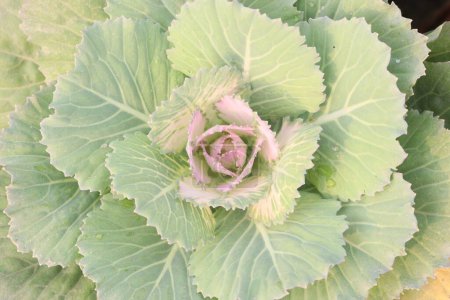 ornamental cabbage on nursery for sell are cash crops
