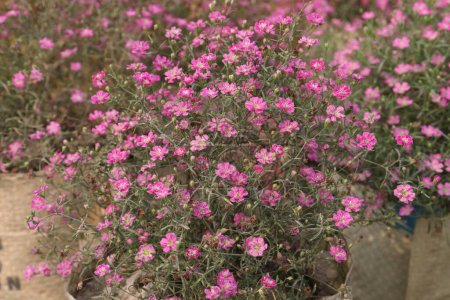 Gipsophila muralis Blütenpflanze auf Gärtnerei zum Verkauf sind Cash-Pflanzen. Verwendung als Zierpflanze, für die Kräutermedizin. Behandlung von Atemwegserkrankungen wie Husten und Bronchitis