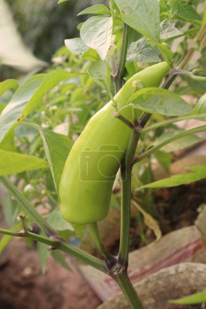 Banana pepper on tree in farm for sell are cash crops. have vitamin C, controlling blood pressure. Just one cup of banana pepper includes nearly half your recommended daily value of vitamin B6