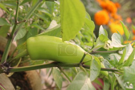 Banana pepper on tree in farm for sell are cash crops. have vitamin C, controlling blood pressure. Just one cup of banana pepper includes nearly half your recommended daily value of vitamin B6