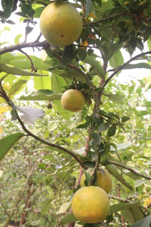 Citrus fruits on tree in farm for sell are cash crops.have nutrition, ample vitamin C.including sugars,dietary fiber,potassium, folate,calcium,thiamin,niacin,vitamin B6, phosphorus, magnesium, copper